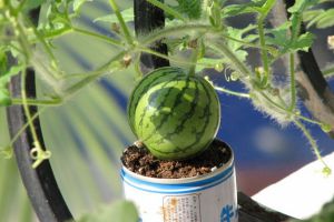 阳台的西瓜种植方法
