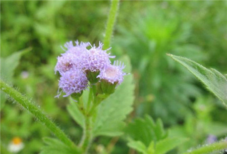 藿香蓟和假臭草虽然同属菊科,但藿香蓟属于胜红蓟属