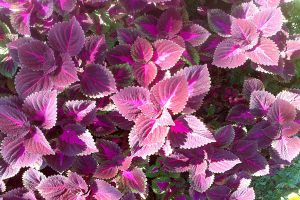 阳台紫苏的种植方法