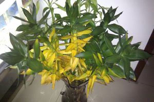 莲花竹叶片发黄是什么原因