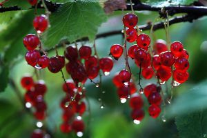 鹅莓的养殖方法和病虫害防治