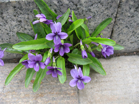 紫花地丁什么季节开花