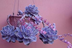 紫珍珠什么季节开花
