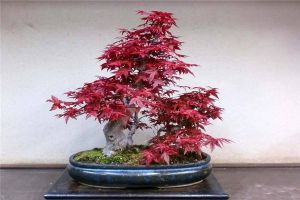 日本红枫盆景怎么养