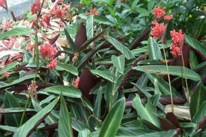 紫背竹芋的养殖方法和注意事项