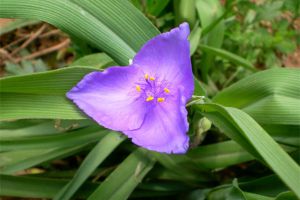 紫露草什么季节开花