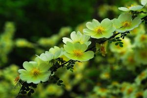 黄刺玫什么季节开花