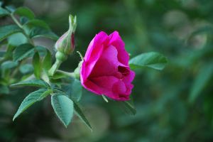野蔷薇的花语