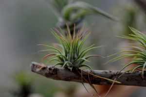 空气凤梨——谁都能养活的精灵植物