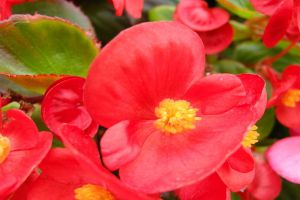 四季海棠常见的品种有哪些