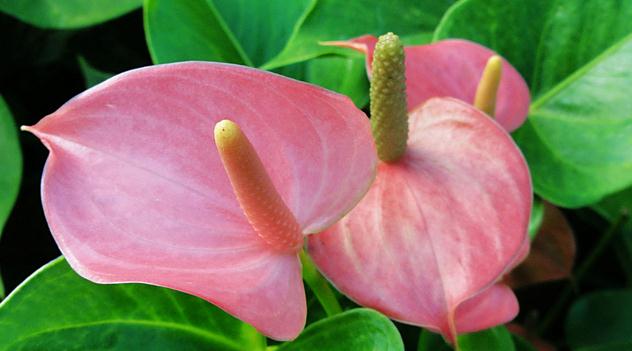 佛焰苞为白色,佛焰花序为粉色,常用14~20厘米花盆栽植.   粉安廷克