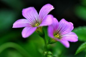家庭盆栽紫叶酢浆草的养殖方法