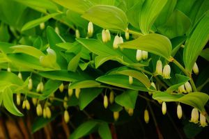玉竹家庭种植及养殖方法详解