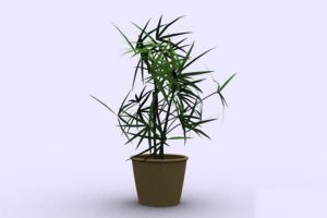 竹子的繁殖方法
